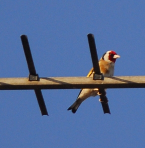 Goldfinch or Wild Canary